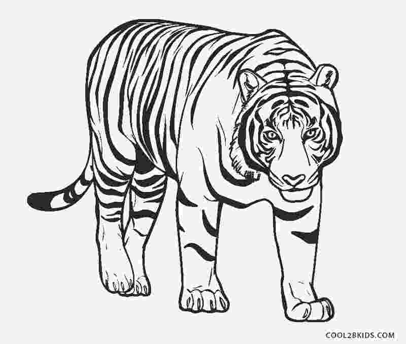 tiger color coloring pages how to draw a tiger how to draw a tiger color tiger 