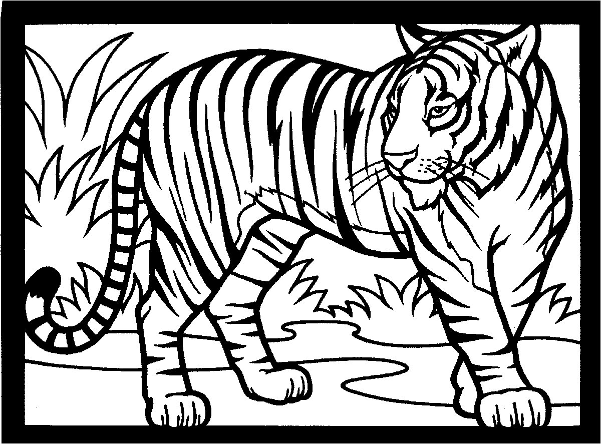 tiger color tiger coloring page free printable coloring pages tiger color 