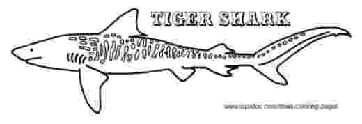 tiger shark coloring page free printable shark coloring pages for kids page tiger coloring shark 