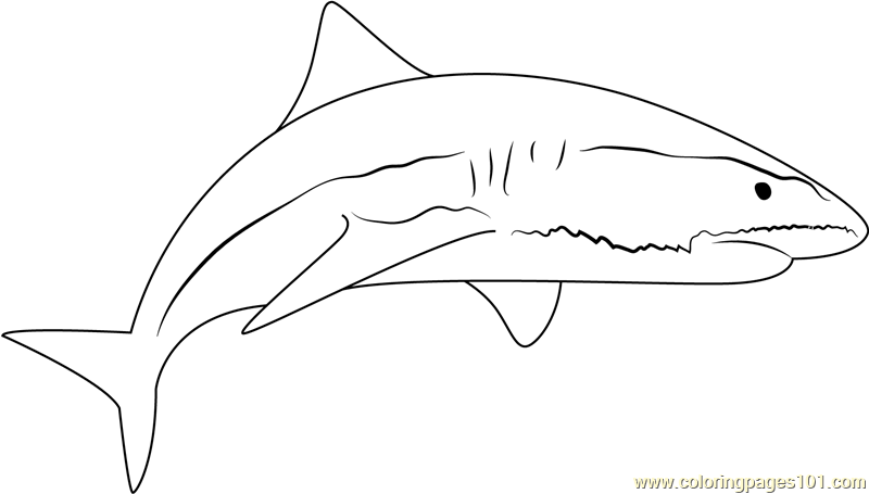 tiger shark coloring page sand tiger shark coloring pages sketch coloring page shark tiger coloring page 