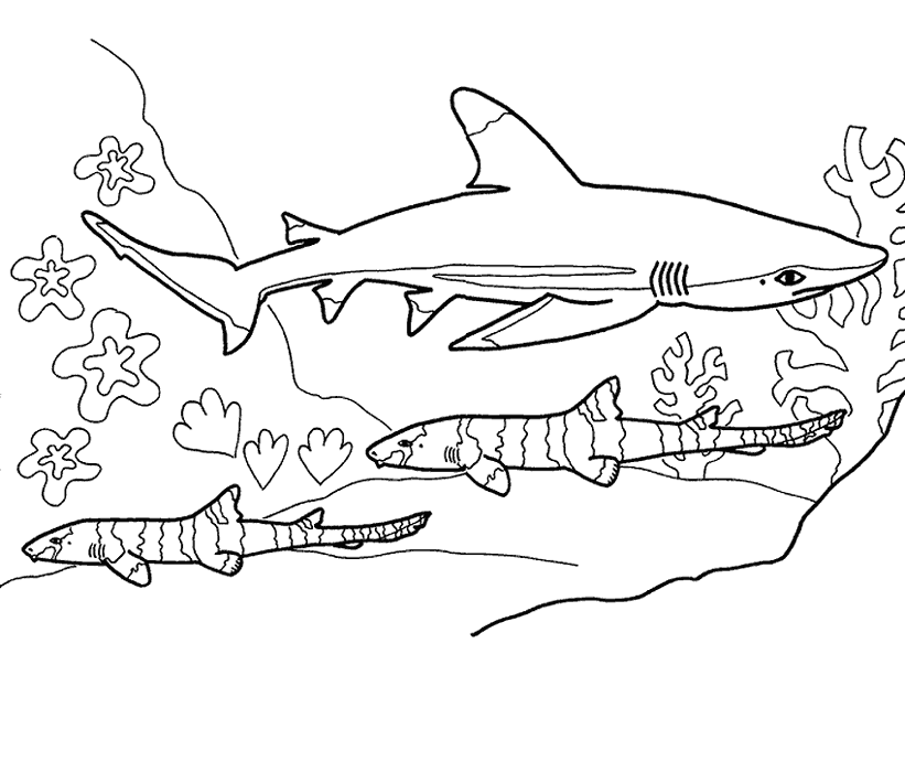 tiger shark coloring page sand tiger shark sharks pinterest shark and tigers tiger shark coloring page 