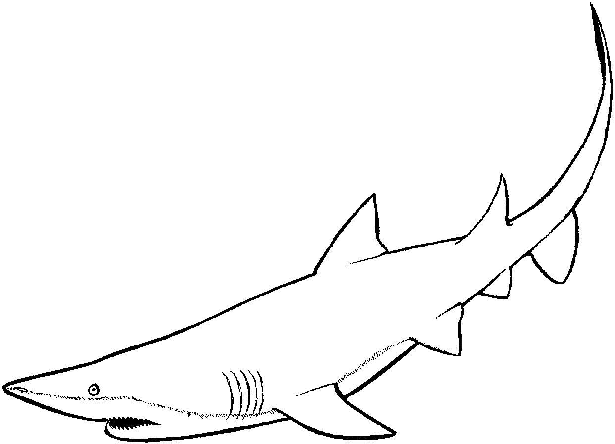 tiger shark coloring page three tiger sharks coloring online tiger page shark coloring 