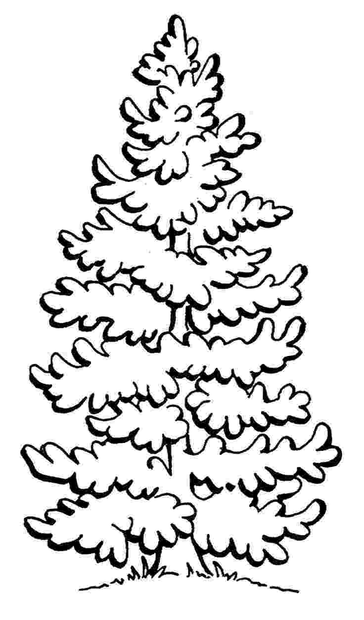 tree images for colouring pine tree coloring page overhead projection ideas for colouring tree images 