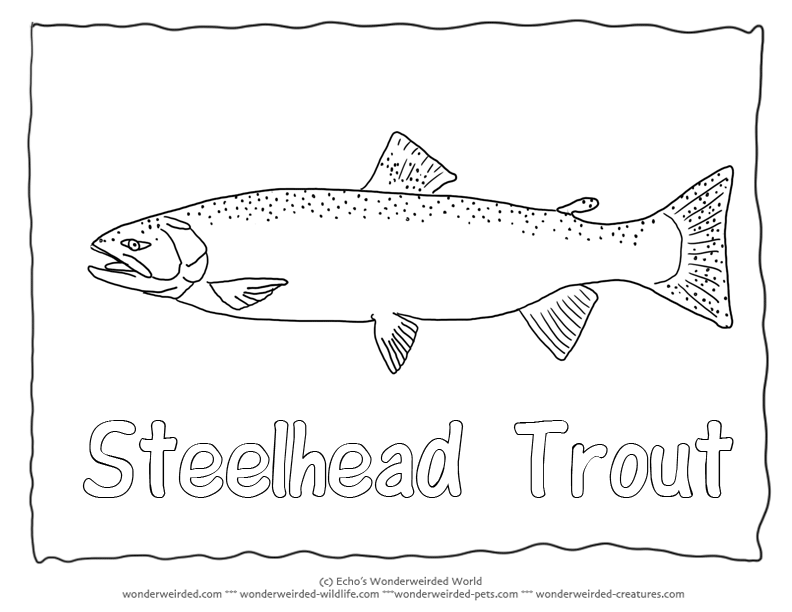 trout coloring page 10 best coloring pages images on pinterest trout wood coloring trout page 