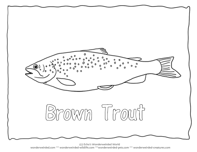 trout coloring page black and white zentangle brown trout art print trout trout page coloring 