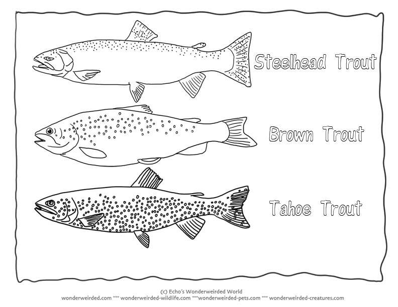 trout coloring page common trout picture to color 2 brown trout coloring page page coloring trout 