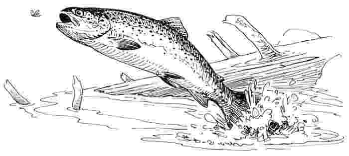 trout coloring page cutthroat trout coloring pages page coloring trout 