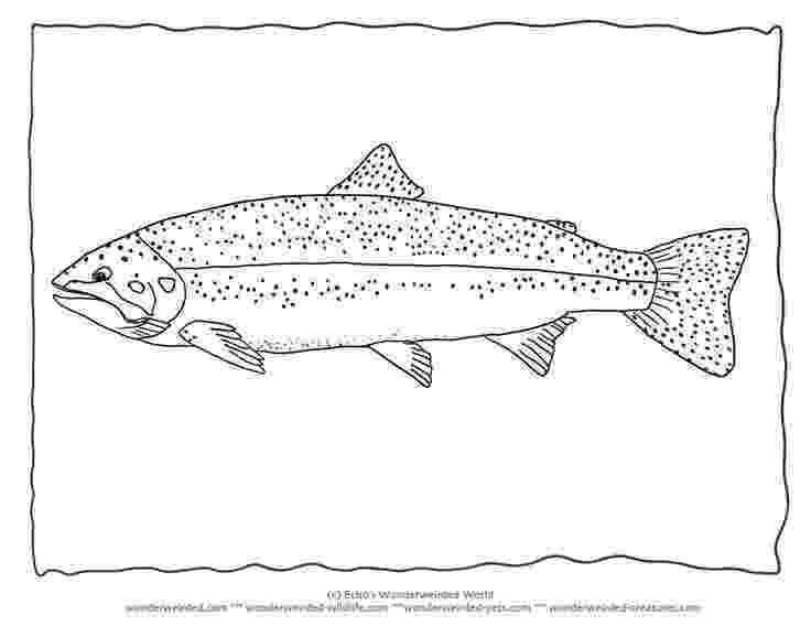 trout coloring page fishing apache trout coloring pages best place to color page trout coloring 