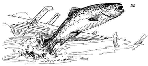 trout coloring page fishing apache trout coloring pages best place to color trout page coloring 