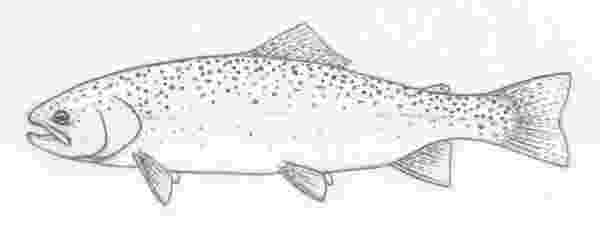 trout coloring page trout coloring page collectionfrom our wonderweirded fish trout page coloring 