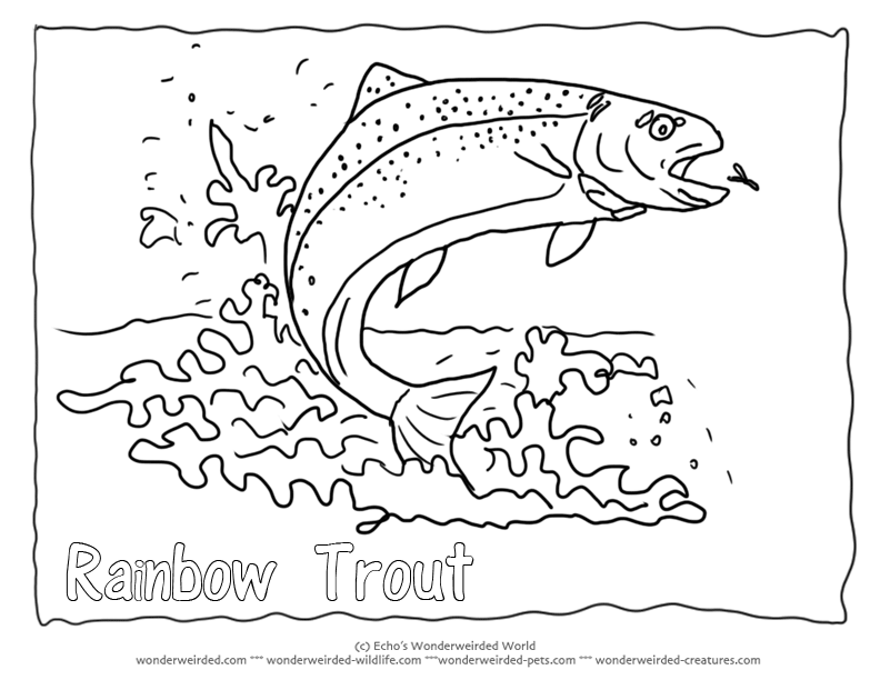 trout coloring page zentangle trout zentangle sharpie art fish art trout page coloring 