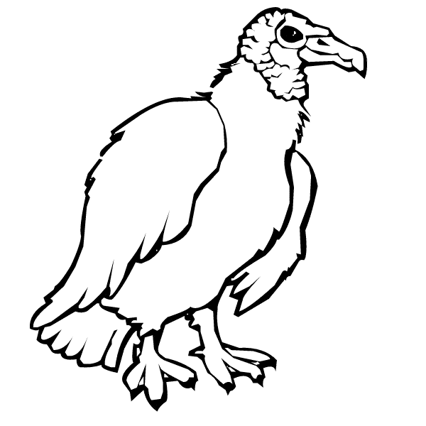 vulture coloring pages vulture coloring pages preschool and kindergarten vulture pages coloring 