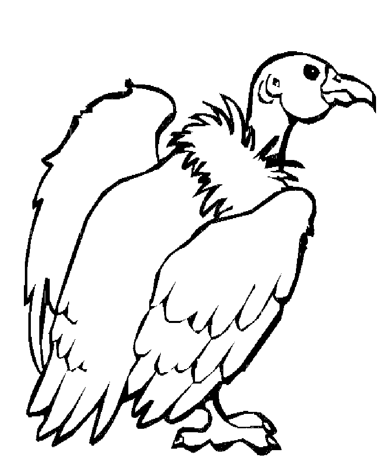 vulture coloring pages white rumped vulture coloring page free printable pages coloring vulture 