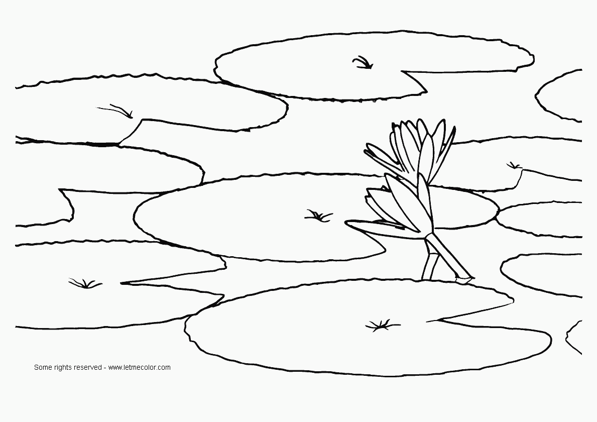 water lily coloring page water lilies coloring pages download and print for free coloring page lily water 