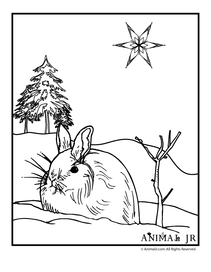 winter animals coloring pages squirrel and rabbit winter animals winter coloring pages animals 
