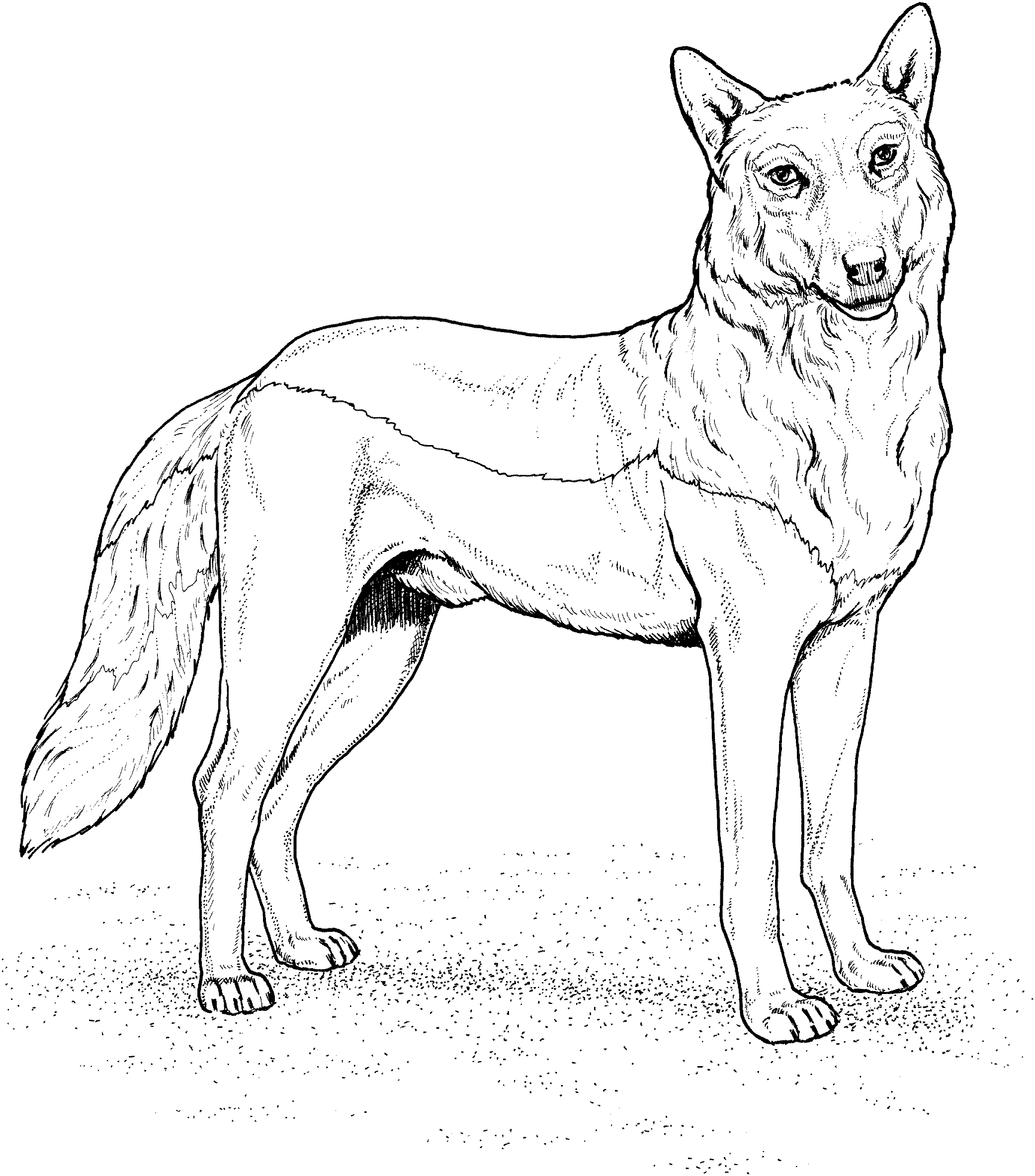 wolf coloring free wolf coloring pages wolf coloring 1 1