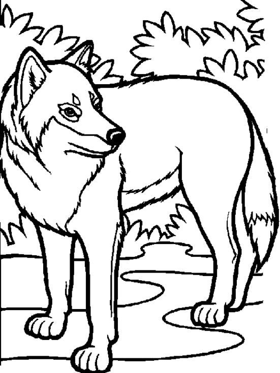 wolf coloring pictures coloring now blog archive wolf coloring pages wolf pictures coloring 