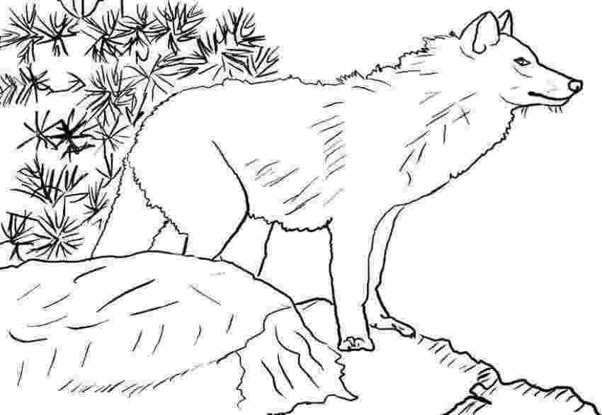 wolf coloring pictures free printable wolf coloring pages for kids coloring pictures wolf 1 1