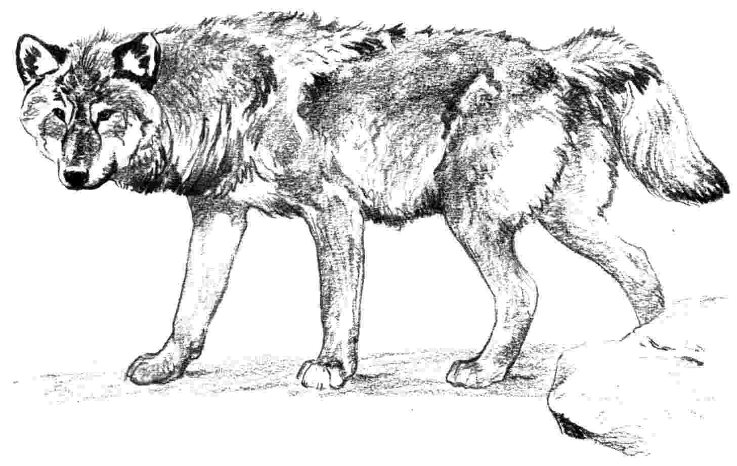 wolf coloring pictures free wolf coloring pages wolf pictures coloring 