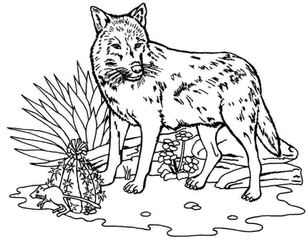 wolf coloring pictures print download wolf coloring pages theme wolf coloring pictures 