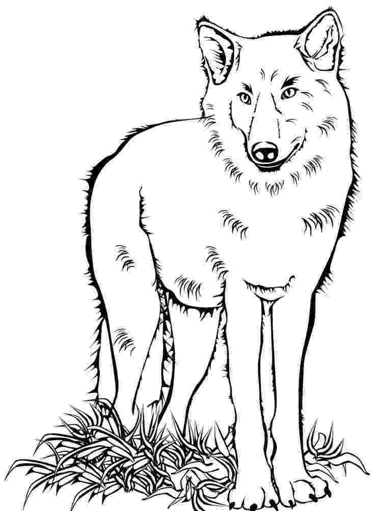 wolf coloring wolf coloring pages 360coloringpages coloring wolf 1 1