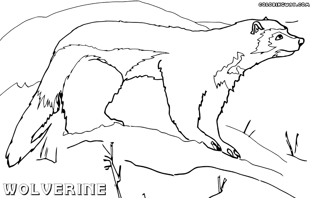 wolverine animal coloring pages wolverine coloring page free printable coloring pages animal wolverine coloring pages 