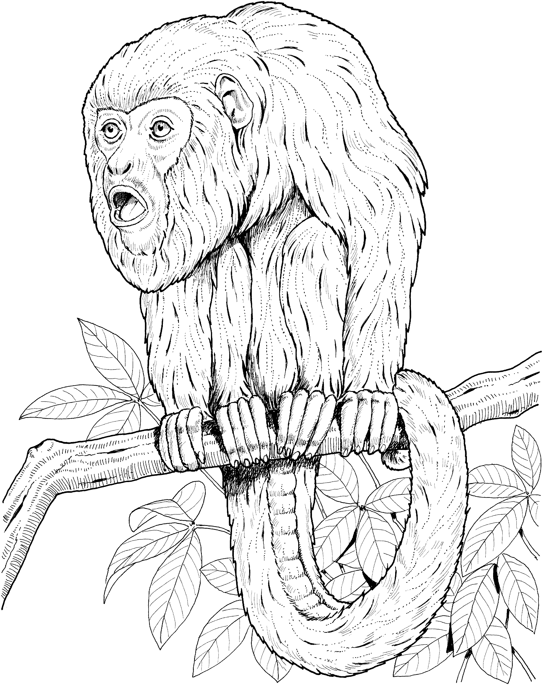 pictures of monkeys to color cartoon animals kids monkey coloring page wecoloringpage color pictures to of monkeys