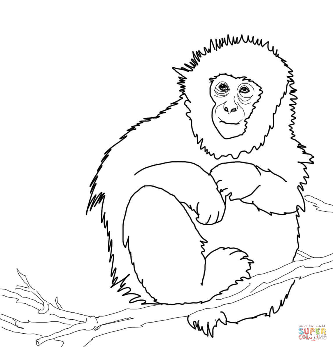 pictures of monkeys to color free monkey coloring pages of monkeys to pictures color