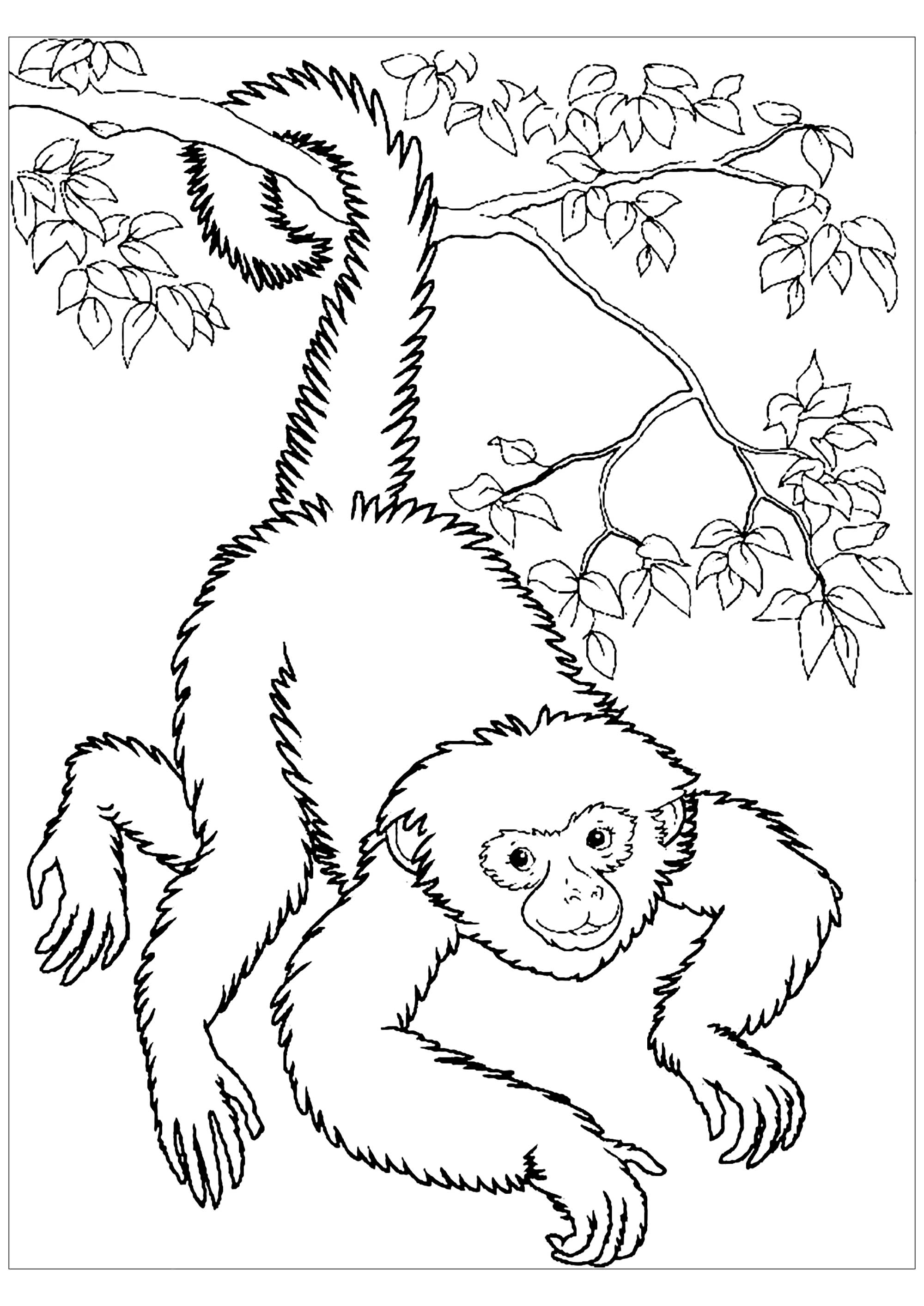 pictures of monkeys to color free printable monkey coloring pages for kids of monkeys pictures color to