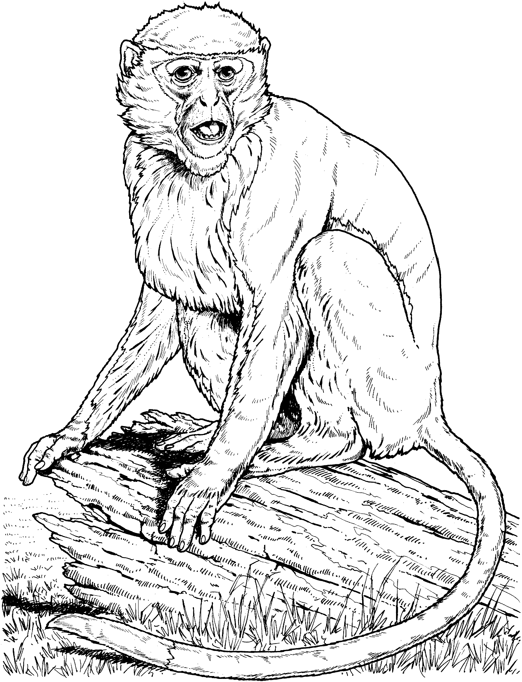 pictures of monkeys to color monkey coloring pages coloring pages to print of color monkeys to pictures 